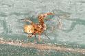 Uloborus_congregabilis_D7104_Z_89_Camping near sewage_Australie